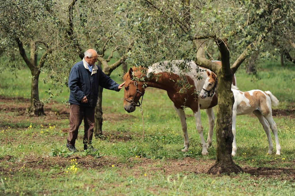 Agriturismo Frantoio Mafrica Limbadi Екстериор снимка