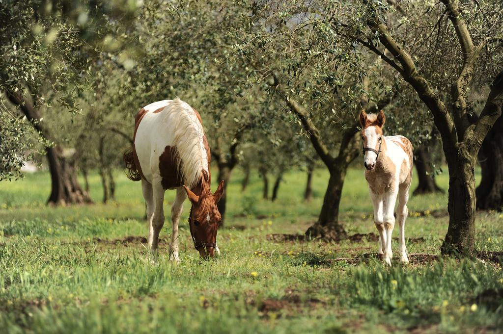 Agriturismo Frantoio Mafrica Limbadi Екстериор снимка