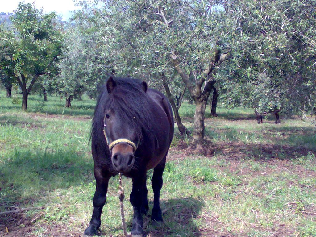 Agriturismo Frantoio Mafrica Limbadi Екстериор снимка